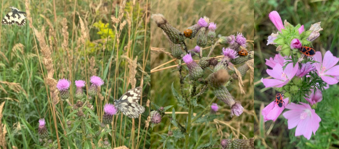 Insekten